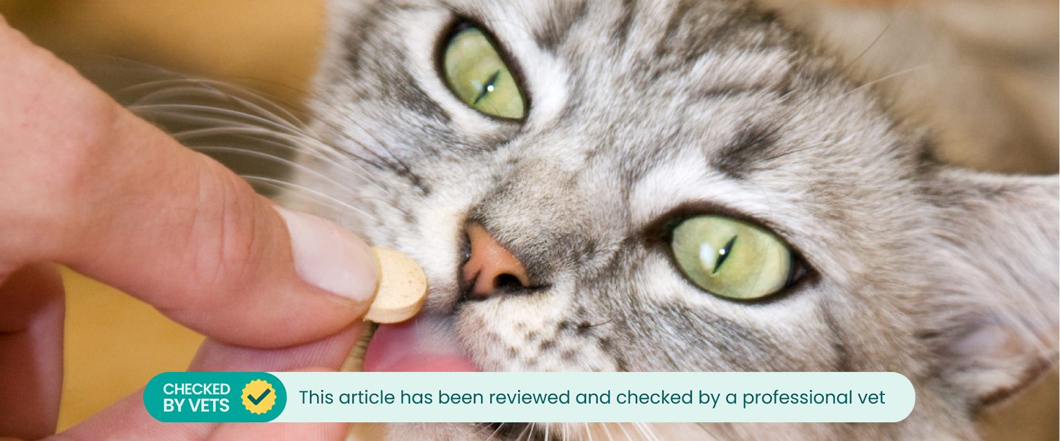 Cat pill hot sale